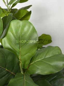 قیمت درختچه مصنوعی فیکوس لیراتا 195 سانتی