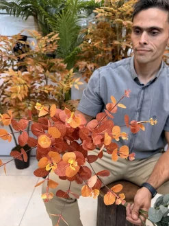 بوته مصنوعی اکالیپتوس ارزان