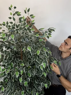 خرید درختچه مصنوعی بنجامین ابلق 2.2 متری