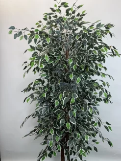 فروش درختچه مصنوعی بنجامین ابلق 2.2 متری