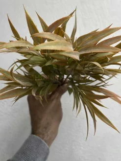 بوته مصنوعی خاکی جدید