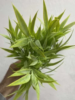 بوته مصنوعی خاکی شیک