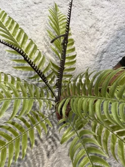 قیمت بوته مصنوعی سرخس فسفری