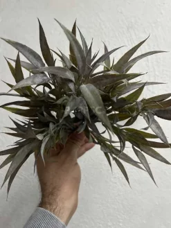 بوته مصنوعی خاکی ارزان