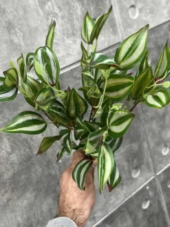 خرید مصنوعی برگ بیدی 40 سانتی