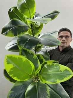 خرید درختچه مصنوعی فیکوس الاستیکا ابلق