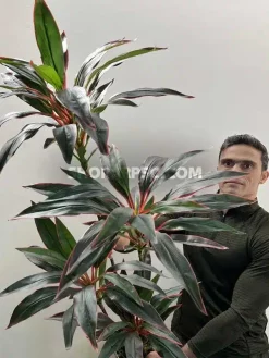 درختچه مصنوعی دراسینا دراماسیس ارزان