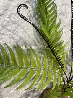 عکس بوته مصنوعی سرخس