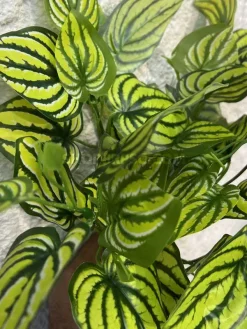 بوته مصنوعی مارانتا ارزان