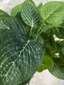 بوته مصنوعی فیتونیا ارزان