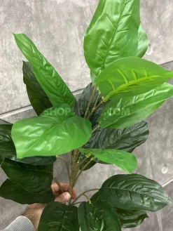 بوته مصنوعی فیکوس ارزان