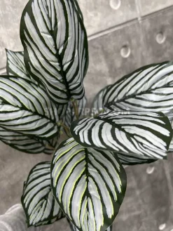 قیمت بوته مصنوعی مارانتا سبز نقرهای