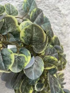 ریسه مصنوعی اکالیپتوس ارزان