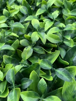 پنل دیوار سبز مصنوعی پرتقالی ارزان