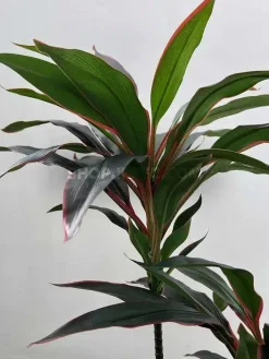 خرید درختچه مصنوعی دراسینا دراماسیس