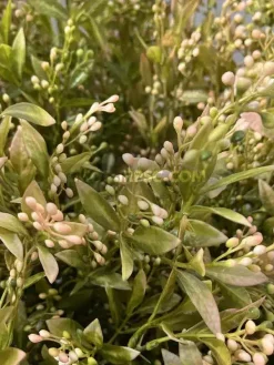 شاخه برگ مصنوعی به لیمو سبز گلبهی ارزان