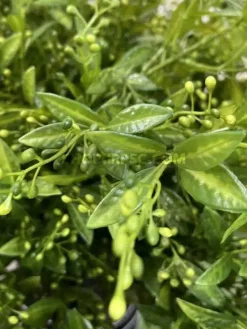 قیمت شاخه برگ مصنوعی به لیمو سبز تیره