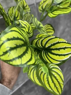 قیمت بوته مصنوعی مارانتا 40 سانتی