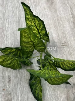 قیمت بوته مصنوعی سینگونیوم