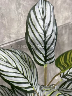 بوته مصنوعی مارانتا ارزان