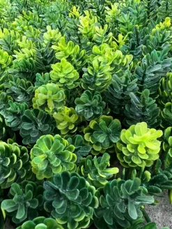 قیمت پنل دیوار سبز مصنوعی کاجی