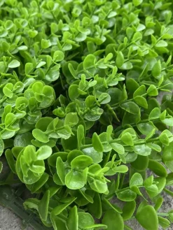 قیمت پنل دیوار سبز مصنوعی شمشاد سبز