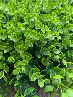 قیمت پنل دیوار سبز مصنوعی شمشاد سبز تیره و روشن