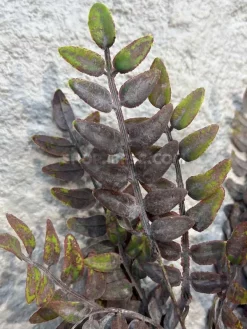 قیمت بوته مصنوعی مات خاکی