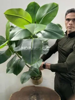 قیمت درختچه مصنوعی فیکوس الاستیکا