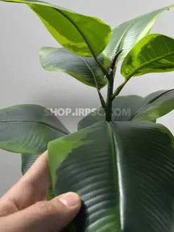 درختچه مصنوعی فیکوس الاستیکا ابلق ارزان