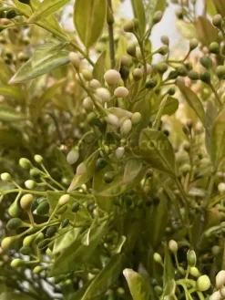 قیمت شاخه برگ مصنوعی به لیمو سبز گلبهی