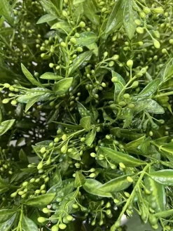 شاخه برگ مصنوعی به لیمو سبز تیره ارزان