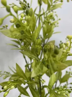 فروش شاخه برگ مصنوعی به لیمو سبز و زرد