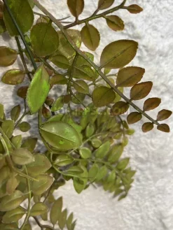 قیمت آویز برگ مصنوعی آمازون سبز تیره