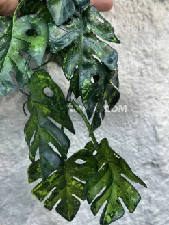 آویز برگ مصنوعی انجیری سبز تیره ارزان