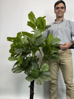 درختچه مصنوعی فیکوس لیراتا 1.5 متری