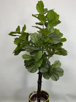 فروش درختچه مصنوعی فیکوس لیراتا 1.5 متری