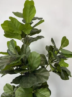 خرید درختچه مصنوعی فیکوس لیراتا