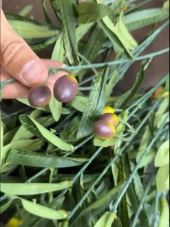 شاخه برگ مصنوعی زیتون ارزان