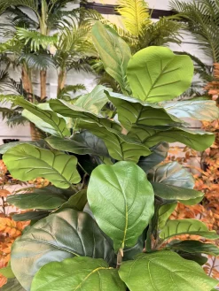 قیمت درختچه مصنوعی فیکوس لیراتا 150 سانتی