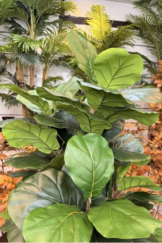 قیمت درختچه مصنوعی فیکوس لیراتا 150 سانتی