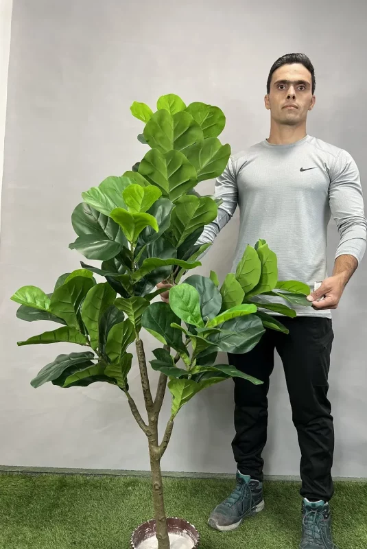 درختچه مصنوعی فیکوس لیراتا 150 سانتی