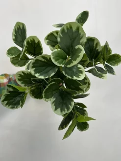 خرید بوته مصنوعی قاشقی ابلق