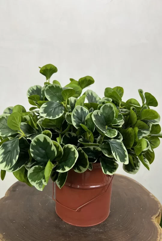 فروش بوته مصنوعی قاشقی ابلق