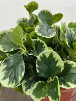 بوته مصنوعی قاشقی ابلق ارزان