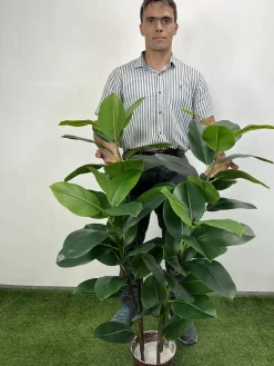 درختچه مصنوعی فیکوس الاستیکا 1.25 متری