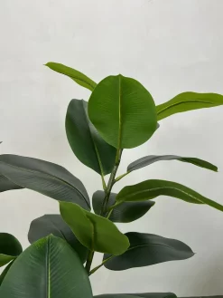 درختچه مصنوعی فیکوس الاستیکا ارزان