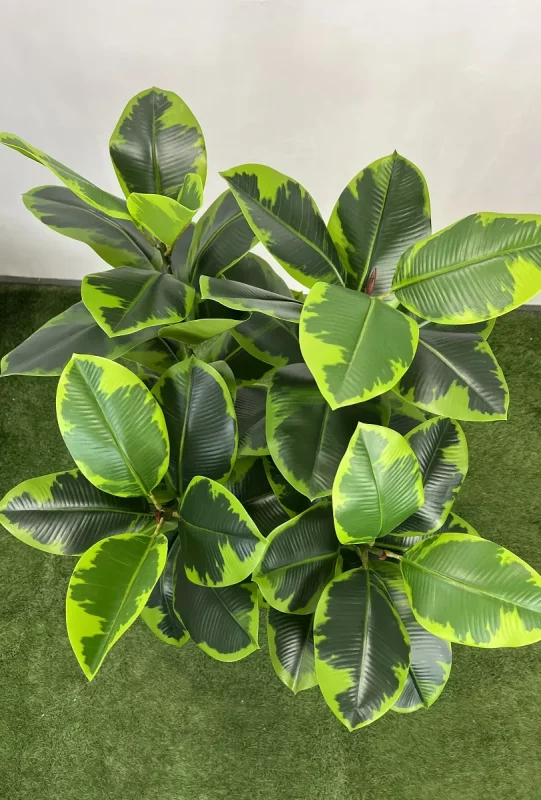 قیمت درختچه مصنوعی فیکوس الاستیکا 1.25 متری