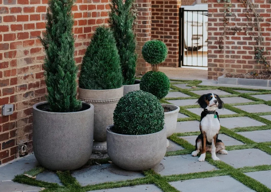 درختچه مخصوص حیاط