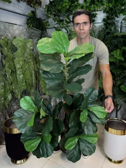 خرید درختچه فیکوس لیراتا مصنوعی 1.5 متری